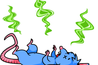 the-best-way-to-get-rid-of-a-dead-rat-or-dead-mouse-smell
