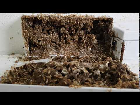 Termite Matrix TermatriX Termite Bait Ready To Install - Pre-baited station 4pack ...